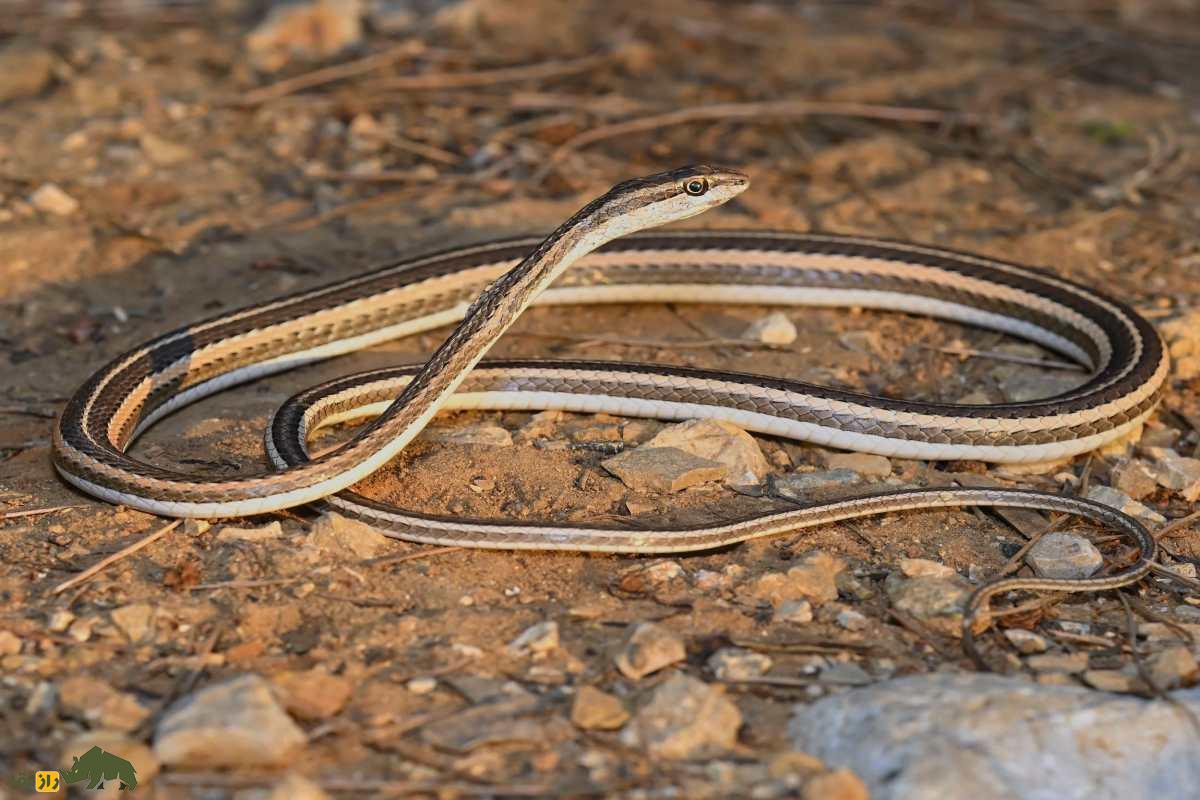 مار درخت انبه؛ رازهای شگفتانگیز سریعترین مار غیرسمی جنوب ایران که باید بشناسید! مار درخت انبه؛ رازهای شگفتانگیز سریعترین مار غیرسمی جنوب ایران که باید بشناسید!