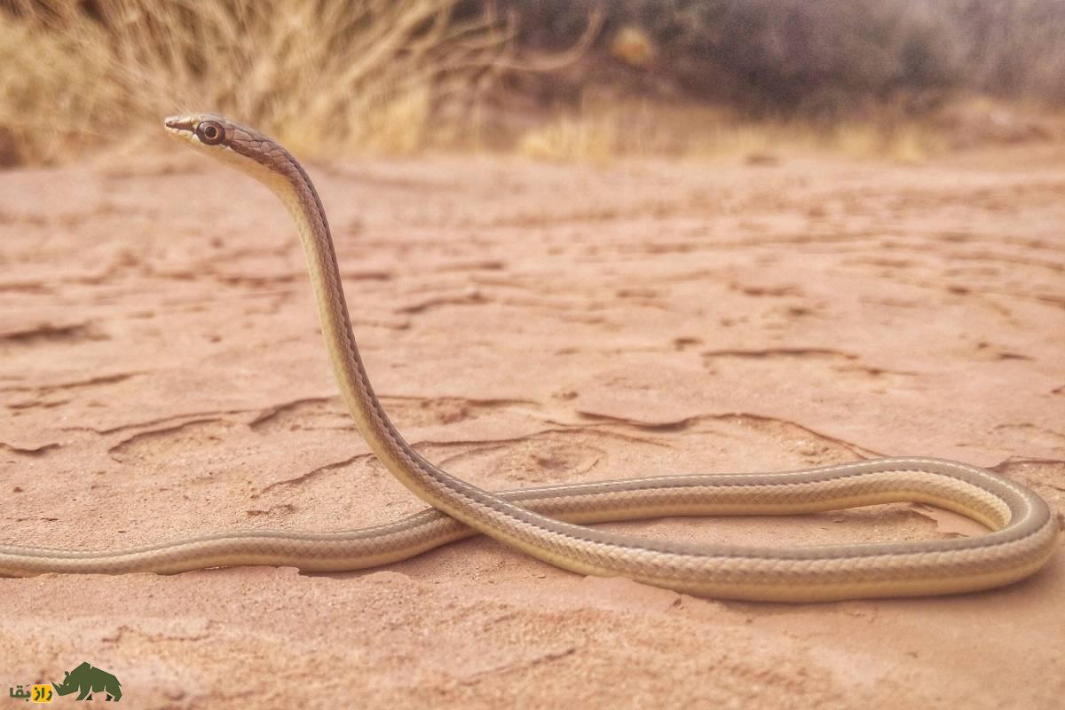 مار درخت انبه؛ رازهای شگفتانگیز سریعترین مار غیرسمی جنوب ایران که باید بشناسید! مار درخت انبه؛ رازهای شگفتانگیز سریعترین مار غیرسمی جنوب ایران که باید بشناسید!