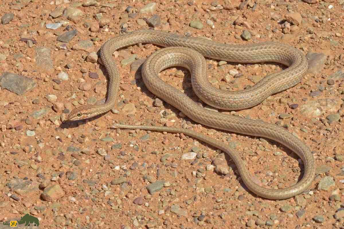 مار درخت انبه؛ رازهای شگفتانگیز سریعترین مار غیرسمی جنوب ایران که باید بشناسید! مار درخت انبه؛ رازهای شگفتانگیز سریعترین مار غیرسمی جنوب ایران که باید بشناسید!