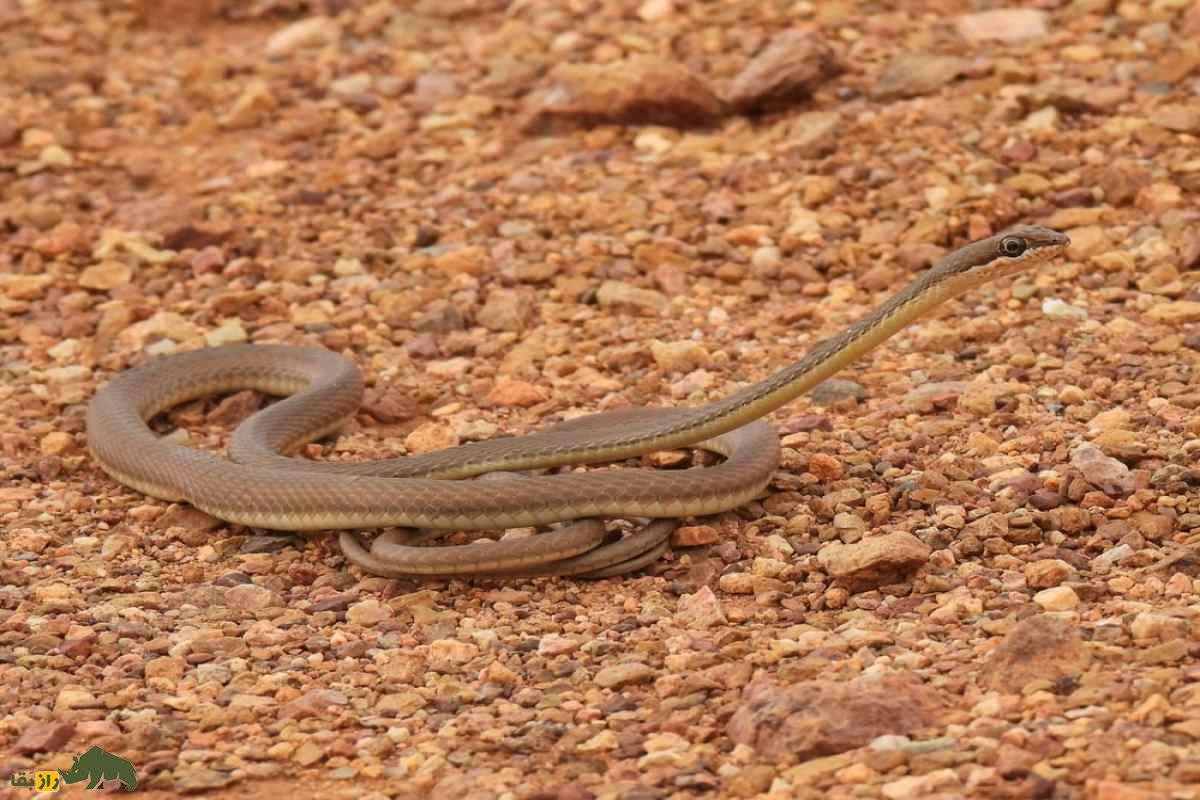 مار درخت انبه؛ رازهای شگفتانگیز سریعترین مار غیرسمی جنوب ایران که باید بشناسید! مار درخت انبه؛ رازهای شگفتانگیز سریعترین مار غیرسمی جنوب ایران که باید بشناسید!