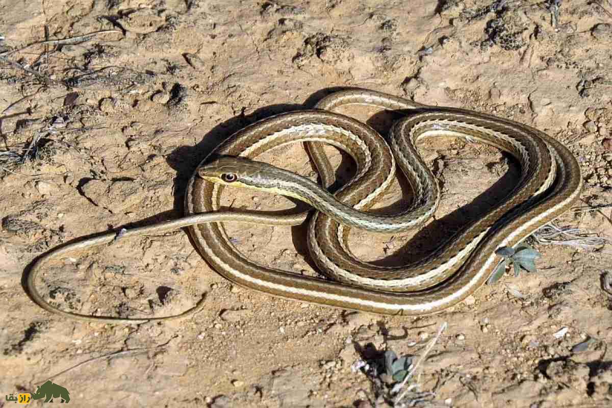 مار درخت انبه؛ رازهای شگفتانگیز سریعترین مار غیرسمی جنوب ایران که باید بشناسید! مار درخت انبه؛ رازهای شگفتانگیز سریعترین مار غیرسمی جنوب ایران که باید بشناسید!