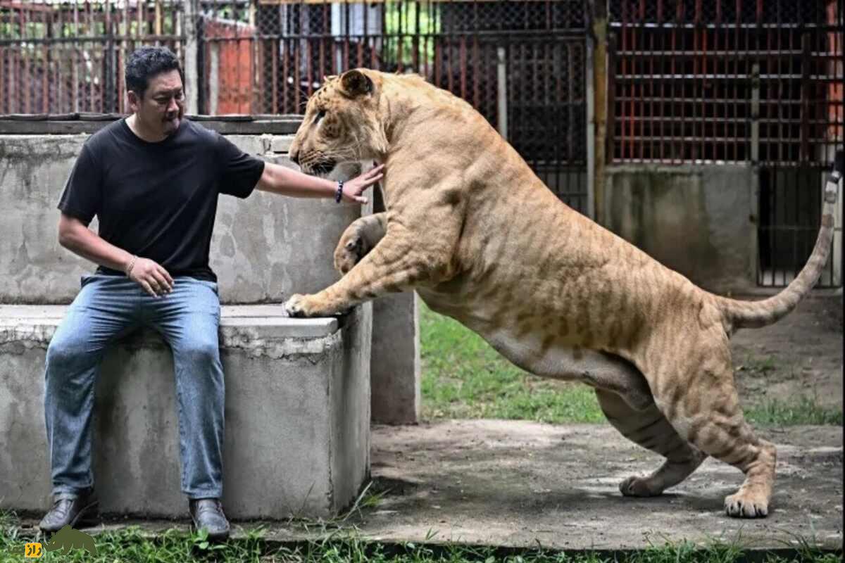 نگهداری شیر در تایلند؛ عجیب‌ترین حقیقت درباره حیوانی که تصورش هم ترسناک است!