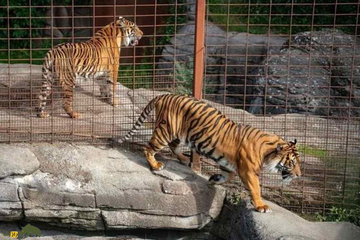 ماجرای جنجالی آلبورگ: چرا یک باغ‌وحش دانمارکی از مردم خواست حیوانات خانگی‌شان را برای غذای درندگان اهدا کنند؟