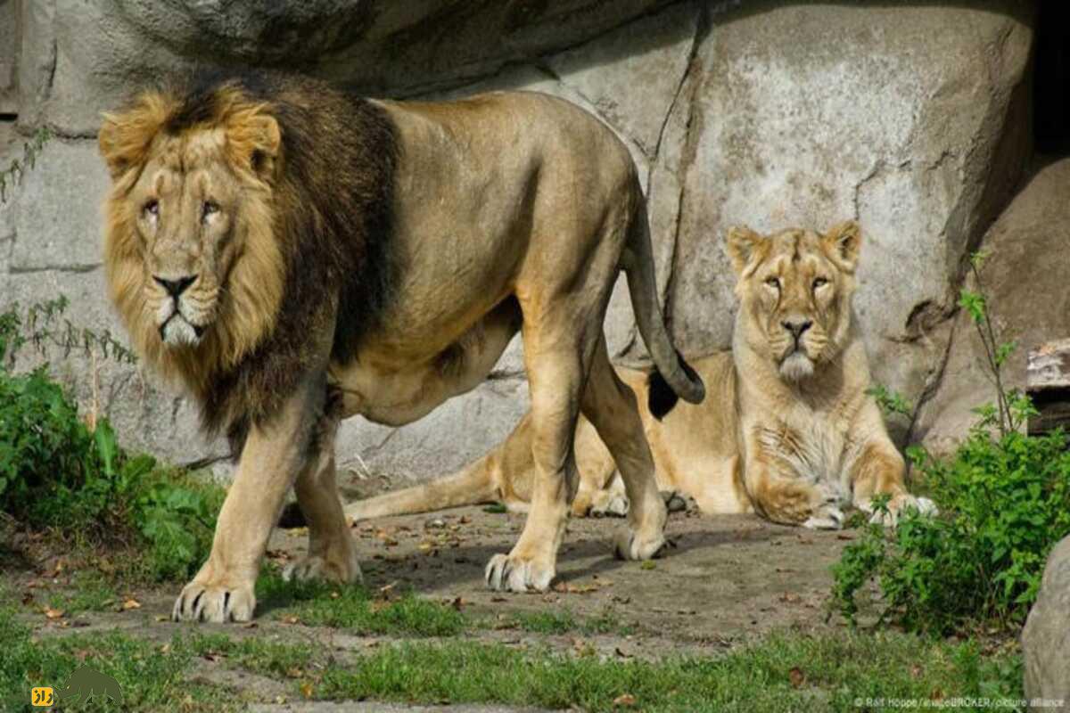 ماجرای جنجالی آلبورگ: چرا یک باغ‌وحش دانمارکی از مردم خواست حیوانات خانگی‌شان را برای غذای درندگان اهدا کنند؟