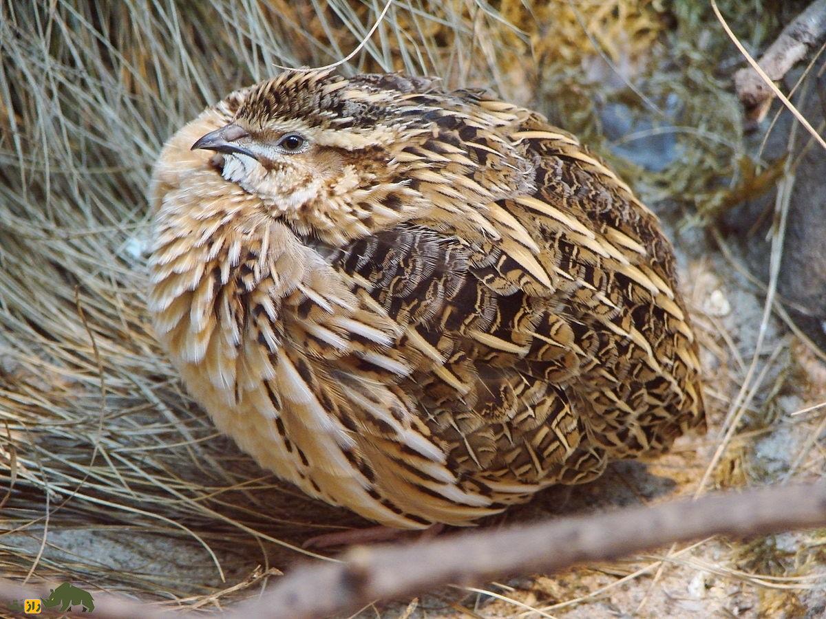 بلدرچین