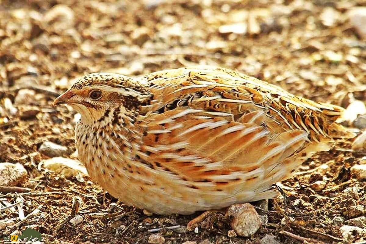 بلدرچین