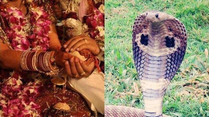 بیمبلا داس؛ دختر ۱۸ ساله هندی که عاشق یک مار کبرا شد و با او ازدواج کرد بیمبلا داس