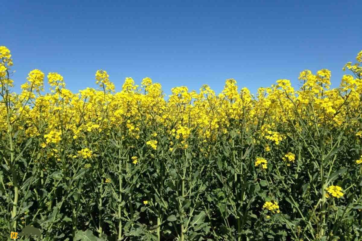 کلزا؛ طلای سبز خراسان شمالی، گیاهی کم‌آب و مقاوم که روغن باکیفیت می‌دهد و سود خوبی برای کشاورزان دارد
