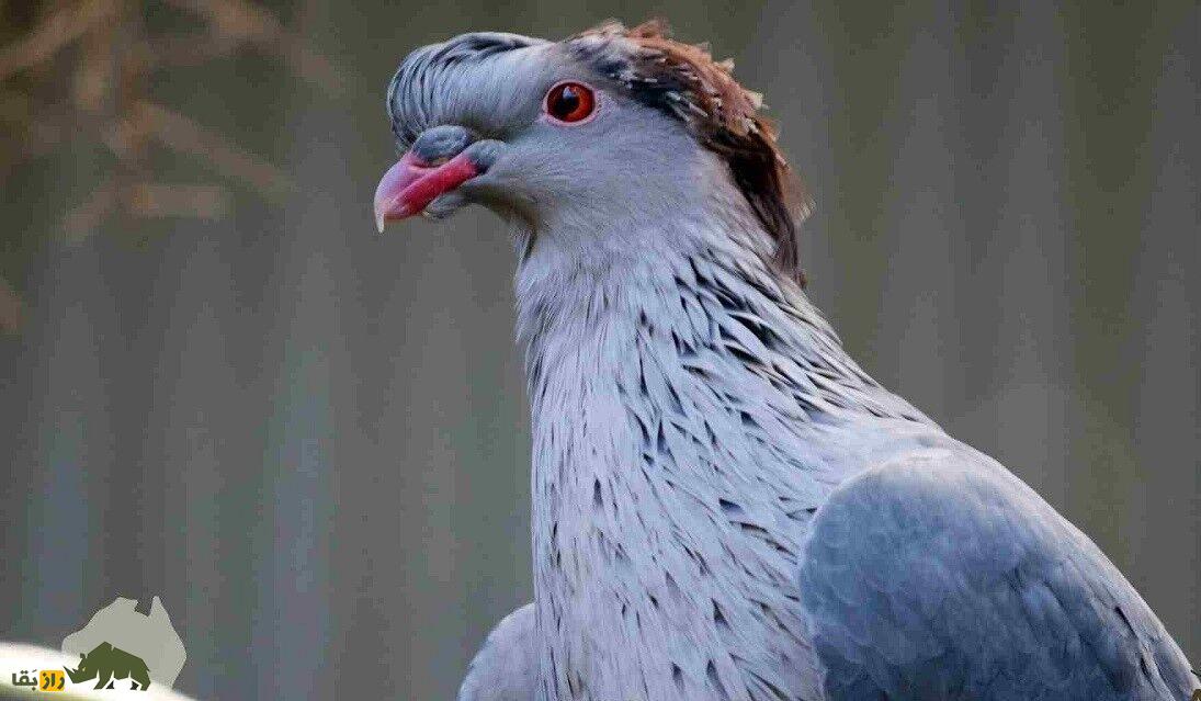 کبوتر کاکل‌دار