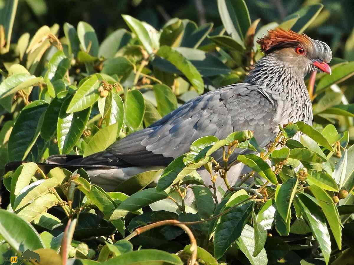 کبوتر کاکل‌دار