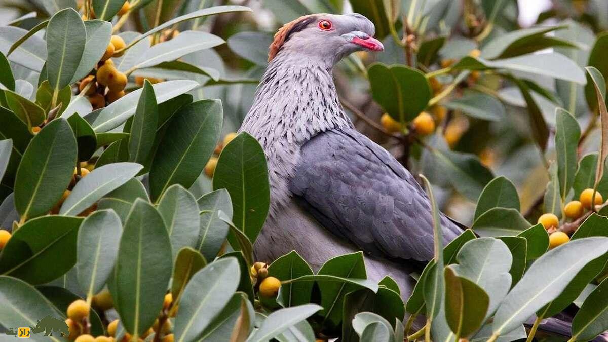 کبوتر کاکل‌دار