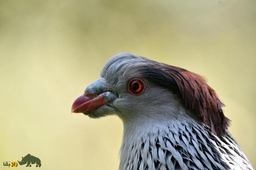 کبوتر کاکل‌دار