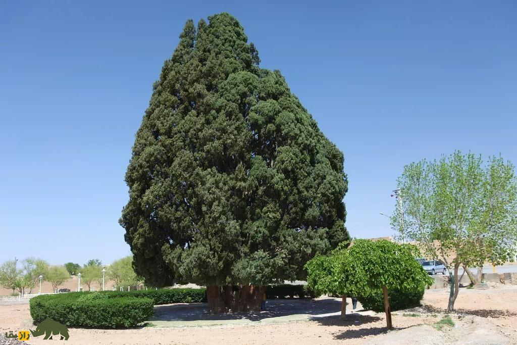 قنات نبادان ابرکوه؛ قنات تاریخی دوره هخامنشیان معروف به «شهر لی لی پودی» که شاهکار مهندسی ایرانیان باستان است سرو کهنسال ابرکوه