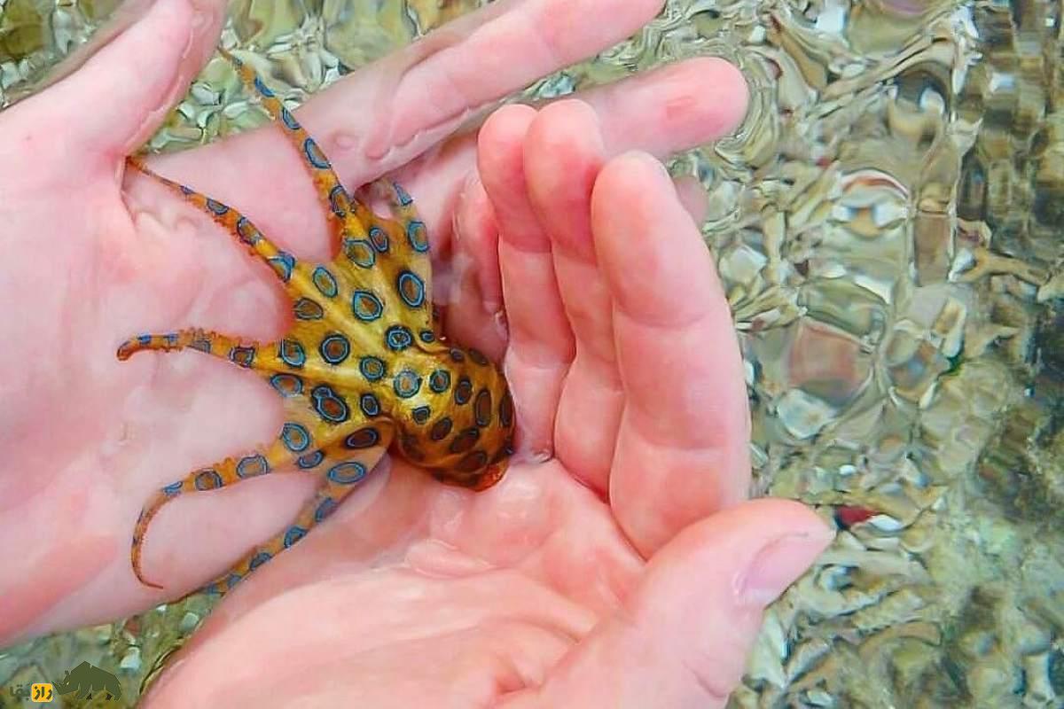 اختاپوس حلقهآبی؛ مرگبارترین موجود زیبای دریا که زهری ۱۲۰۰ برابر کشندهتر از سیانور دارد و با آن جفتگیری میکند اختاپوس حلقهآبی؛ مرگبارترین موجود زیبای دریا که زهری ۱۲۰۰ برابر کشندهتر از سیانور دارد و با آن جفتگیری میکند