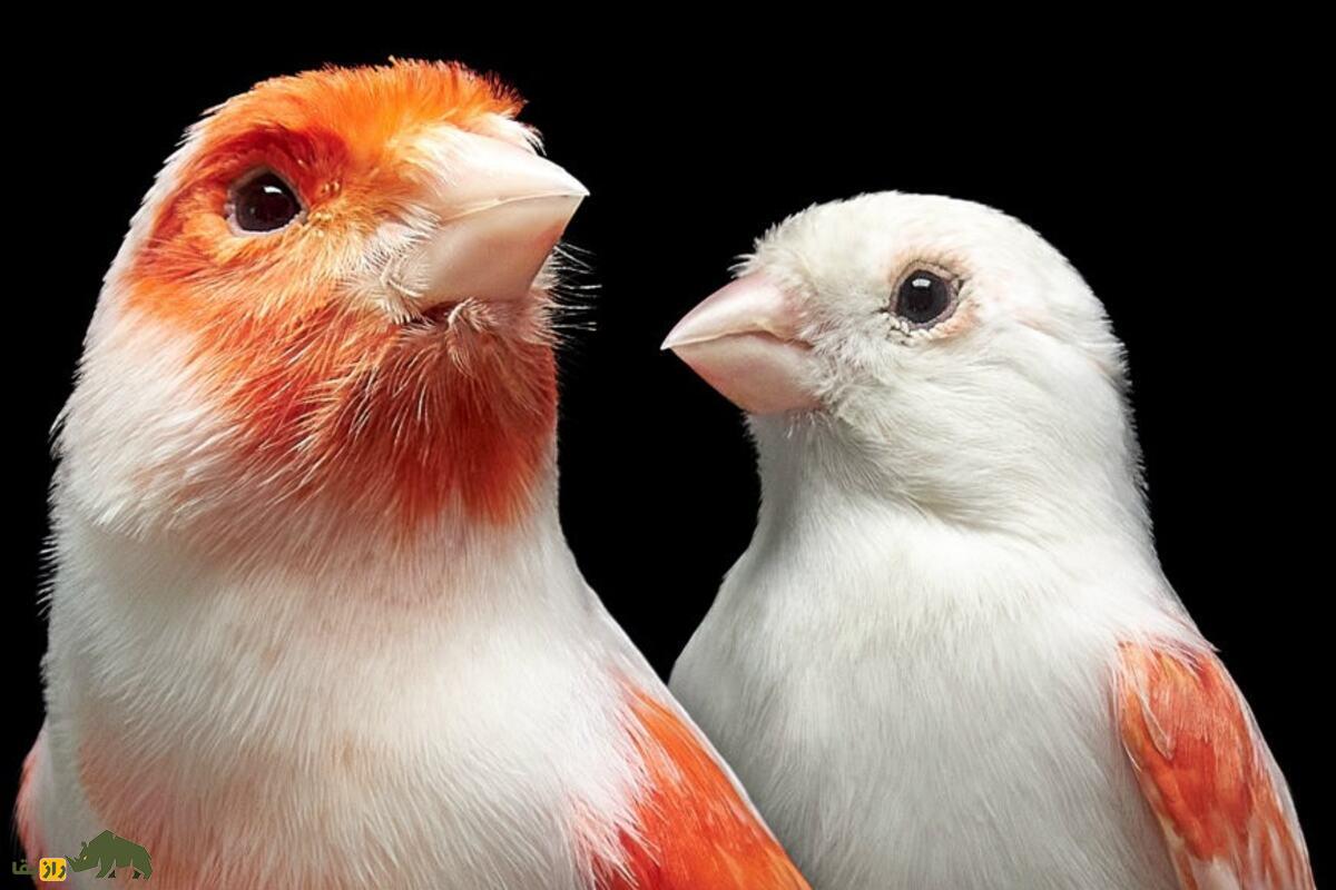 چطور نر یا ماده بودن مرغ عشق و قناری را تشخیص دهیم؟ راهنمای کامل تفاوتها، رفتار و ظاهر پرندهها چطور نر یا ماده بودن مرغ عشق و قناری را تشخیص دهیم؟ راهنمای کامل تفاوتها، رفتار و ظاهر پرندهها