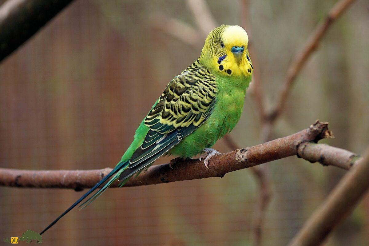 چطور نر یا ماده بودن مرغ عشق و قناری را تشخیص دهیم؟ راهنمای کامل تفاوتها، رفتار و ظاهر پرندهها چطور نر یا ماده بودن مرغ عشق و قناری را تشخیص دهیم؟ راهنمای کامل تفاوتها، رفتار و ظاهر پرندهها
