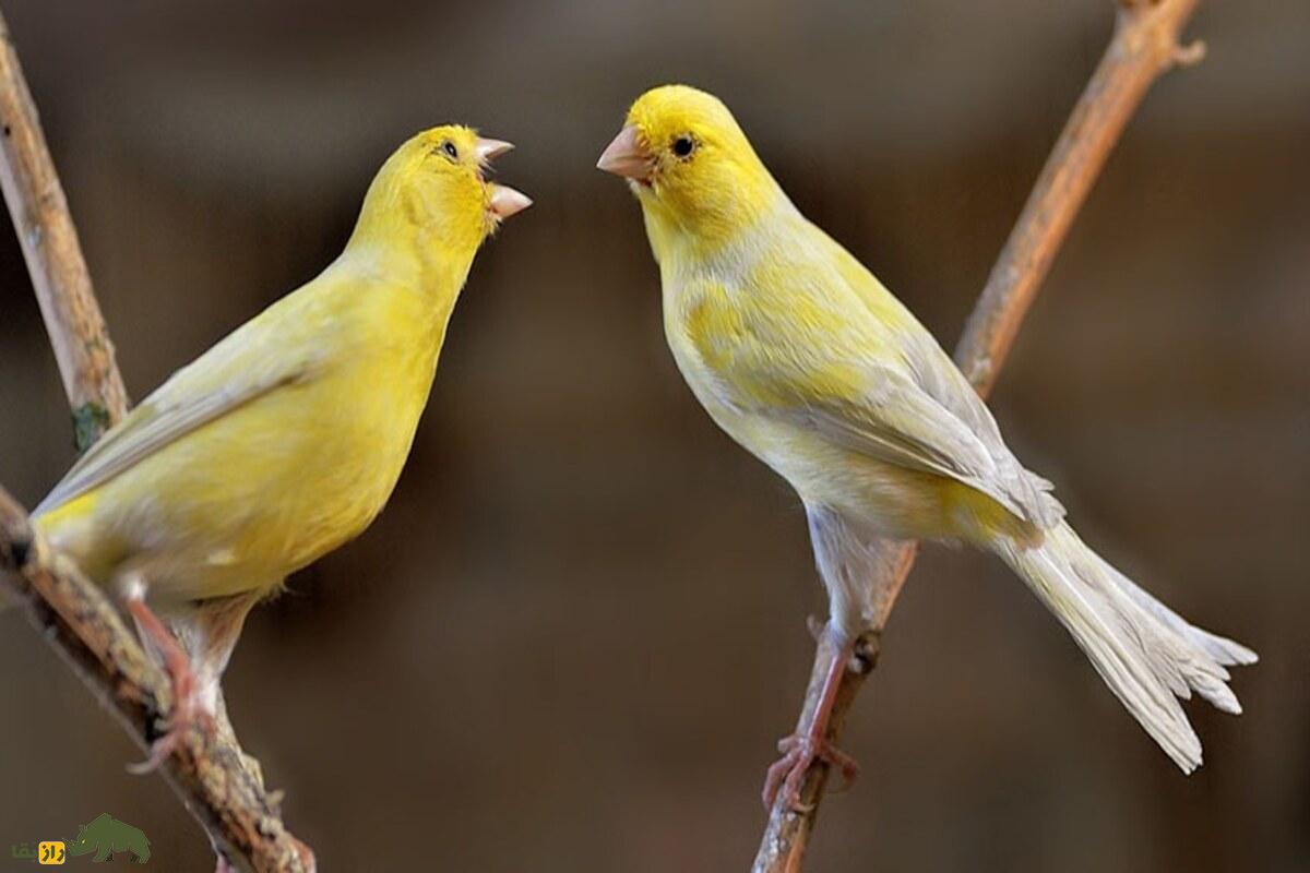 چطور نر یا ماده بودن مرغ عشق و قناری را تشخیص دهیم؟ راهنمای کامل تفاوتها، رفتار و ظاهر پرندهها چطور نر یا ماده بودن مرغ عشق و قناری را تشخیص دهیم؟ راهنمای کامل تفاوتها، رفتار و ظاهر پرندهها