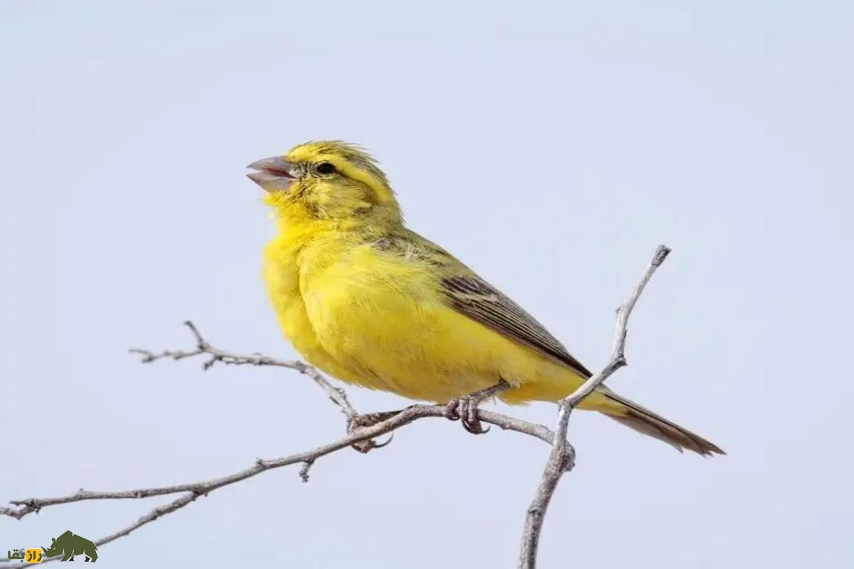 چطور نر یا ماده بودن مرغ عشق و قناری را تشخیص دهیم؟ راهنمای کامل تفاوتها، رفتار و ظاهر پرندهها چطور نر یا ماده بودن مرغ عشق و قناری را تشخیص دهیم؟ راهنمای کامل تفاوتها، رفتار و ظاهر پرندهها