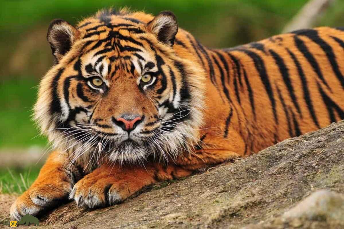 ببر ایرانی؛ ببر منقرضشده طبیعت ایران با شباهت ژنتیکی حیرتانگیز به ببر آمور سیبری و ماجرای تلخ مرگ بهدلیل بیماری مشمشهای که از الاغ منتقل شد ببر ایرانی؛ ببر منقرضشده طبیعت ایران با شباهت ژنتیکی حیرتانگیز به ببر آمور سیبری و ماجرای تلخ مرگ بهدلیل بیماری مشمشهای که از الاغ منتقل شد