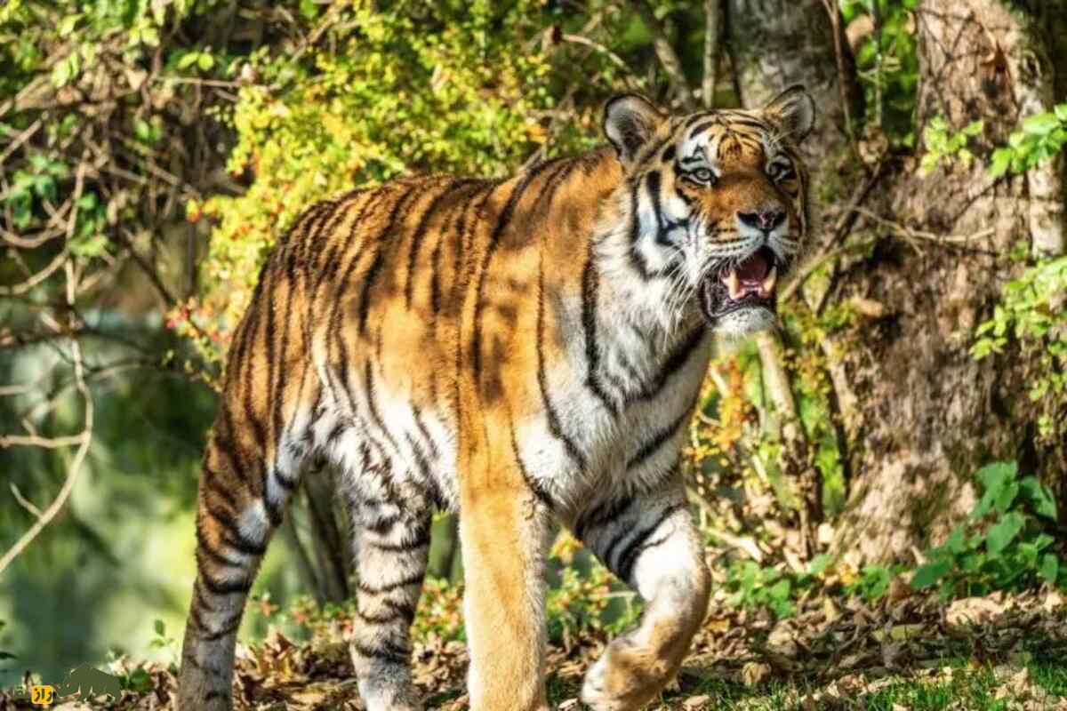 ببر ایرانی؛ ببر منقرضشده طبیعت ایران با شباهت ژنتیکی حیرتانگیز به ببر آمور سیبری و ماجرای تلخ مرگ بهدلیل بیماری مشمشهای که از الاغ منتقل شد ببر ایرانی؛ ببر منقرضشده طبیعت ایران با شباهت ژنتیکی حیرتانگیز به ببر آمور سیبری و ماجرای تلخ مرگ بهدلیل بیماری مشمشهای که از الاغ منتقل شد