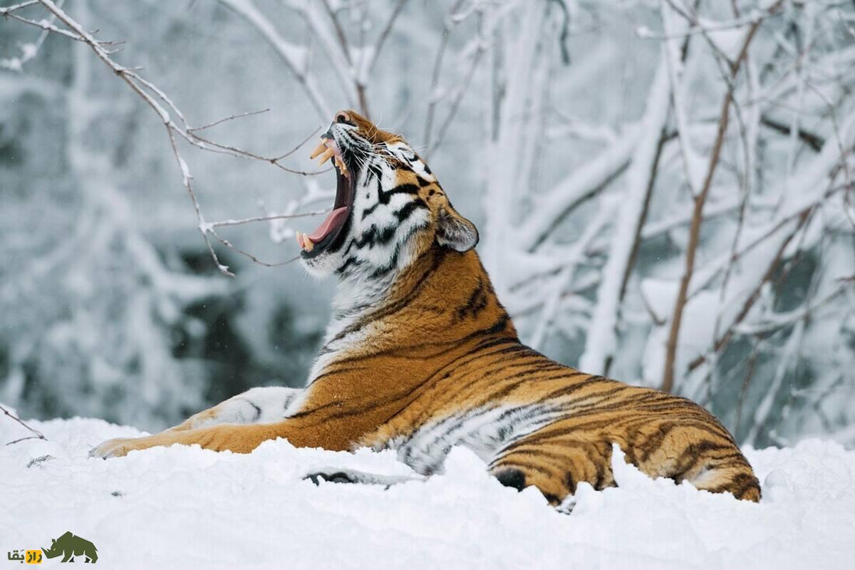 ببر ایرانی؛ ببر منقرضشده طبیعت ایران با شباهت ژنتیکی حیرتانگیز به ببر آمور سیبری و ماجرای تلخ مرگ بهدلیل بیماری مشمشهای که از الاغ منتقل شد ببر ایرانی؛ ببر منقرضشده طبیعت ایران با شباهت ژنتیکی حیرتانگیز به ببر آمور سیبری و ماجرای تلخ مرگ بهدلیل بیماری مشمشهای که از الاغ منتقل شد
