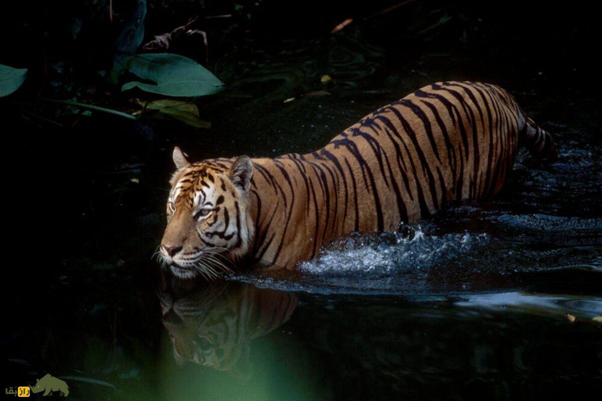 ببر ایرانی؛ ببر منقرضشده طبیعت ایران با شباهت ژنتیکی حیرتانگیز به ببر آمور سیبری و ماجرای تلخ مرگ بهدلیل بیماری مشمشهای که از الاغ منتقل شد ببر ایرانی؛ ببر منقرضشده طبیعت ایران با شباهت ژنتیکی حیرتانگیز به ببر آمور سیبری و ماجرای تلخ مرگ بهدلیل بیماری مشمشهای که از الاغ منتقل شد