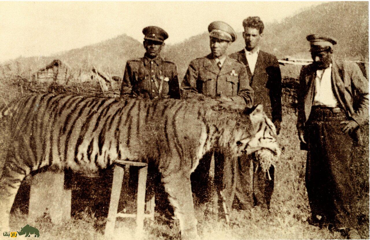 ببر مازندران؛ شکارچی غولپیکر و منقرض شده ایران و ماجرای تلخ الاغ مریضی که پروژه احیای ببر ایرانی را به باد داد! ببر مازندران