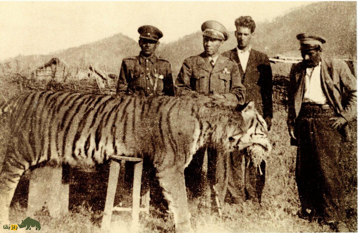 ببر مازندران؛ شکارچی غولپیکر و منقرض شده ایران و ماجرای تلخ الاغ مریضی که پروژه احیای ببر ایرانی را به باد داد!