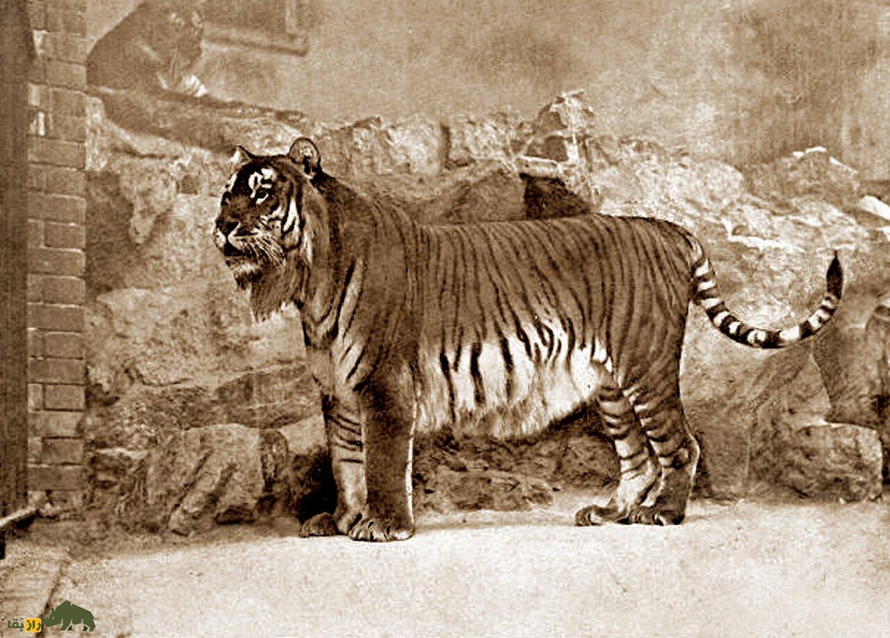 ببر مازندران؛ شکارچی غولپیکر و منقرض شده ایران و ماجرای تلخ الاغ مریضی که پروژه احیای ببر ایرانی را به باد داد! ببر مازندران