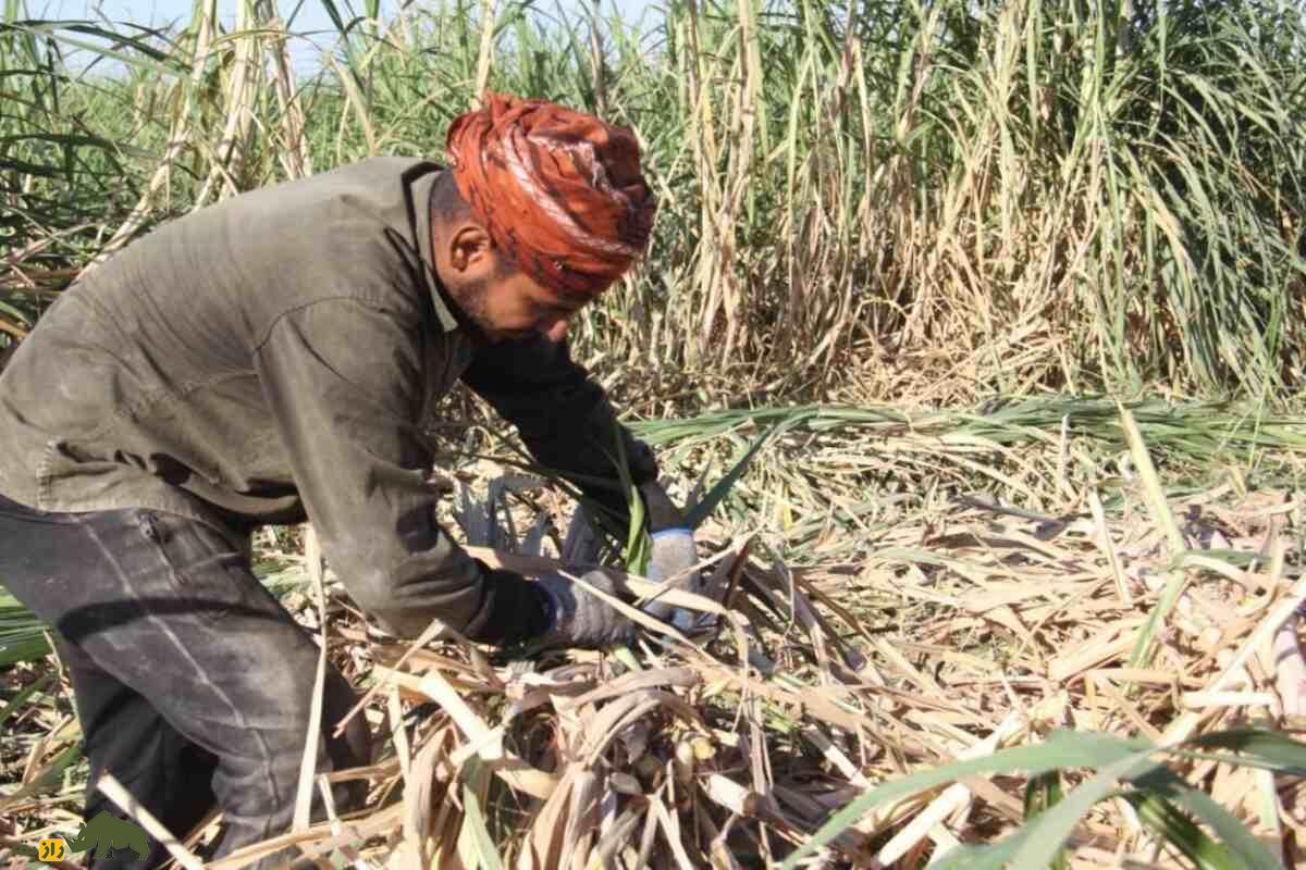 کدام محصولات کشاورزی ایران بیشترین آب را میبلعند و راهحل چیست؟ کدام محصولات کشاورزی ایران بیشترین آب را میبلعند و راهحل چیست؟