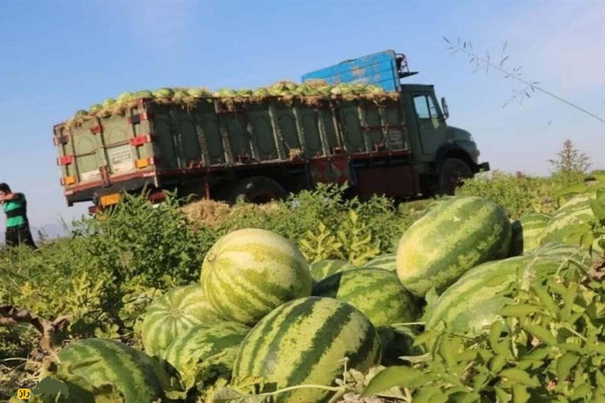 کدام محصولات کشاورزی ایران بیشترین آب را میبلعند و راهحل چیست؟ کدام محصولات کشاورزی ایران بیشترین آب را میبلعند و راهحل چیست؟