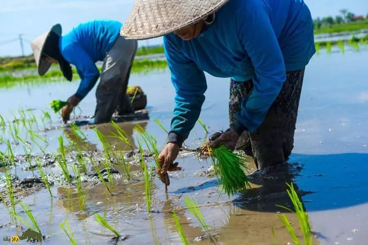 کدام محصولات کشاورزی ایران بیشترین آب را میبلعند و راهحل چیست؟ کدام محصولات کشاورزی ایران بیشترین آب را میبلعند و راهحل چیست؟