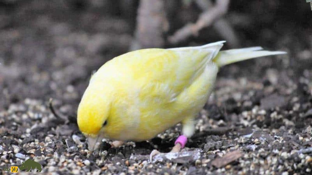 قناری رولر آلمانی؛ قدیمیترین نژاد قناری دنیا که با دهان بسته آواز میخواند و ۳۰ میلیون تومان قیمت دارد قناری رولر آلمانی؛ قدیمیترین نژاد قناری دنیا که با دهان بسته آواز میخواند و ۳۰ میلیون تومان قیمت دارد