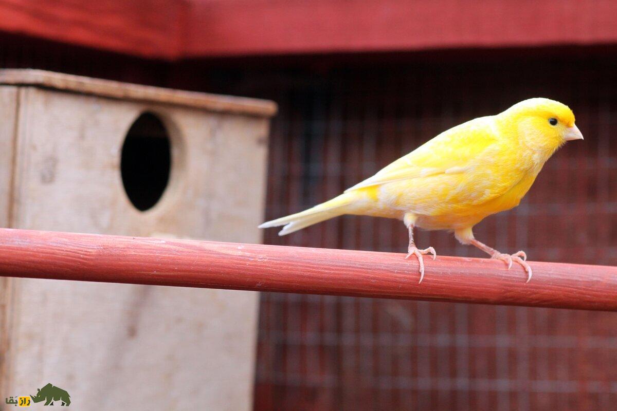 قناری رولر آلمانی؛ قدیمیترین نژاد قناری دنیا که با دهان بسته آواز میخواند و ۳۰ میلیون تومان قیمت دارد قناری رولر آلمانی؛ قدیمیترین نژاد قناری دنیا که با دهان بسته آواز میخواند و ۳۰ میلیون تومان قیمت دارد