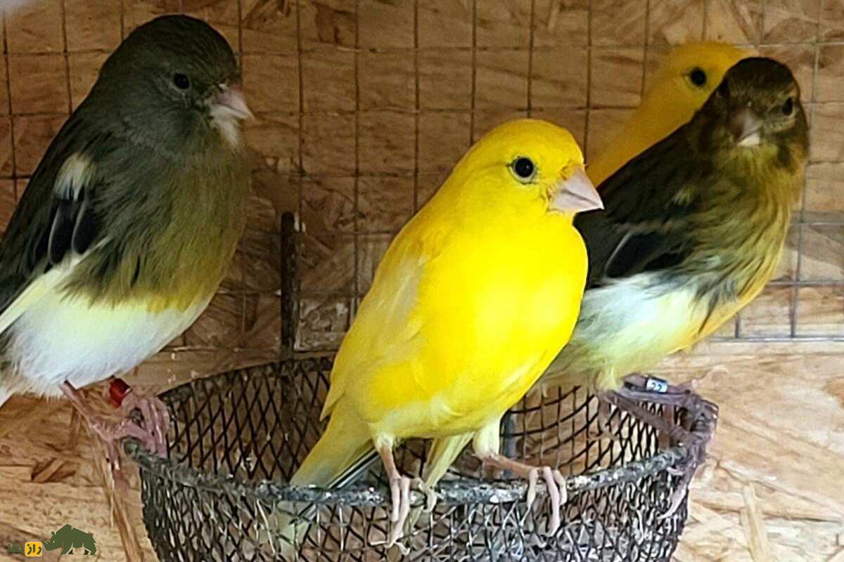 قناری رولر آلمانی؛ قدیمیترین نژاد قناری دنیا که با دهان بسته آواز میخواند و ۳۰ میلیون تومان قیمت دارد قناری رولر آلمانی؛ قدیمیترین نژاد قناری دنیا که با دهان بسته آواز میخواند و ۳۰ میلیون تومان قیمت دارد