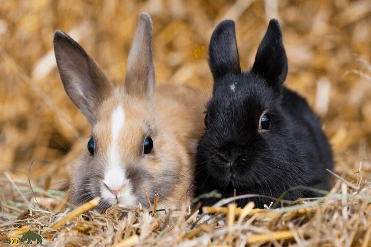 خرگوش کوتوله؛ راهنمای کامل نگهداری، تغذیه و نکات مهم برای حیوان خانگی دوستداشتنی شما خرگوش کوتوله؛ راهنمای کامل نگهداری، تغذیه و نکات مهم برای حیوان خانگی دوستداشتنی شما