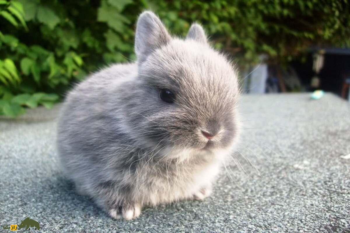 خرگوش کوتوله؛ راهنمای کامل نگهداری، تغذیه و نکات مهم برای حیوان خانگی دوستداشتنی شما خرگوش کوتوله؛ راهنمای کامل نگهداری، تغذیه و نکات مهم برای حیوان خانگی دوستداشتنی شما