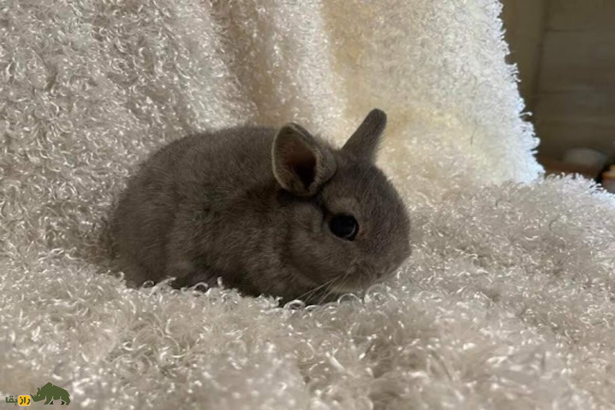 خرگوش کوتوله؛ راهنمای کامل نگهداری، تغذیه و نکات مهم برای حیوان خانگی دوستداشتنی شما خرگوش کوتوله؛ راهنمای کامل نگهداری، تغذیه و نکات مهم برای حیوان خانگی دوستداشتنی شما