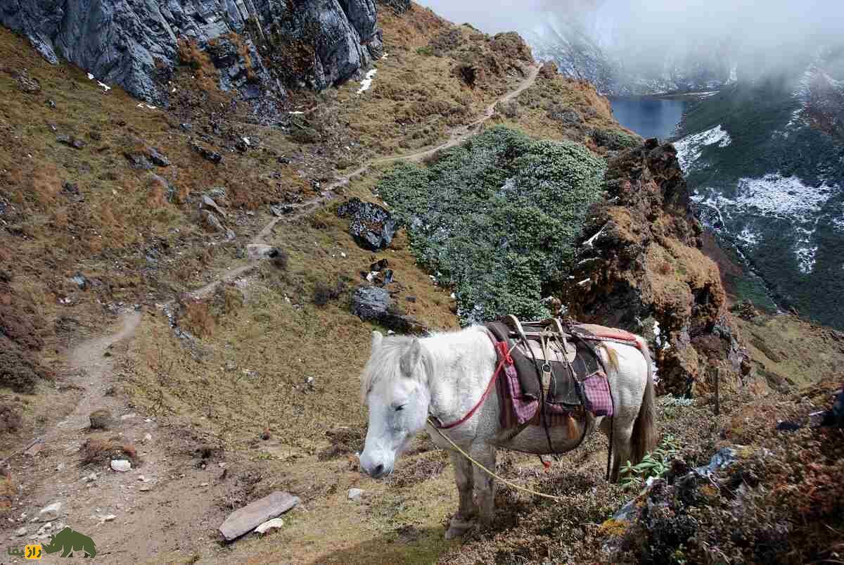 ۴۵ درجهِ الاغی؛ چرا الاغ از شیب‌های تند کوه سقوط نمی‌کند؟ راهکار خارق‌العاده الاغ‌ها برای بالارفتن از کوه