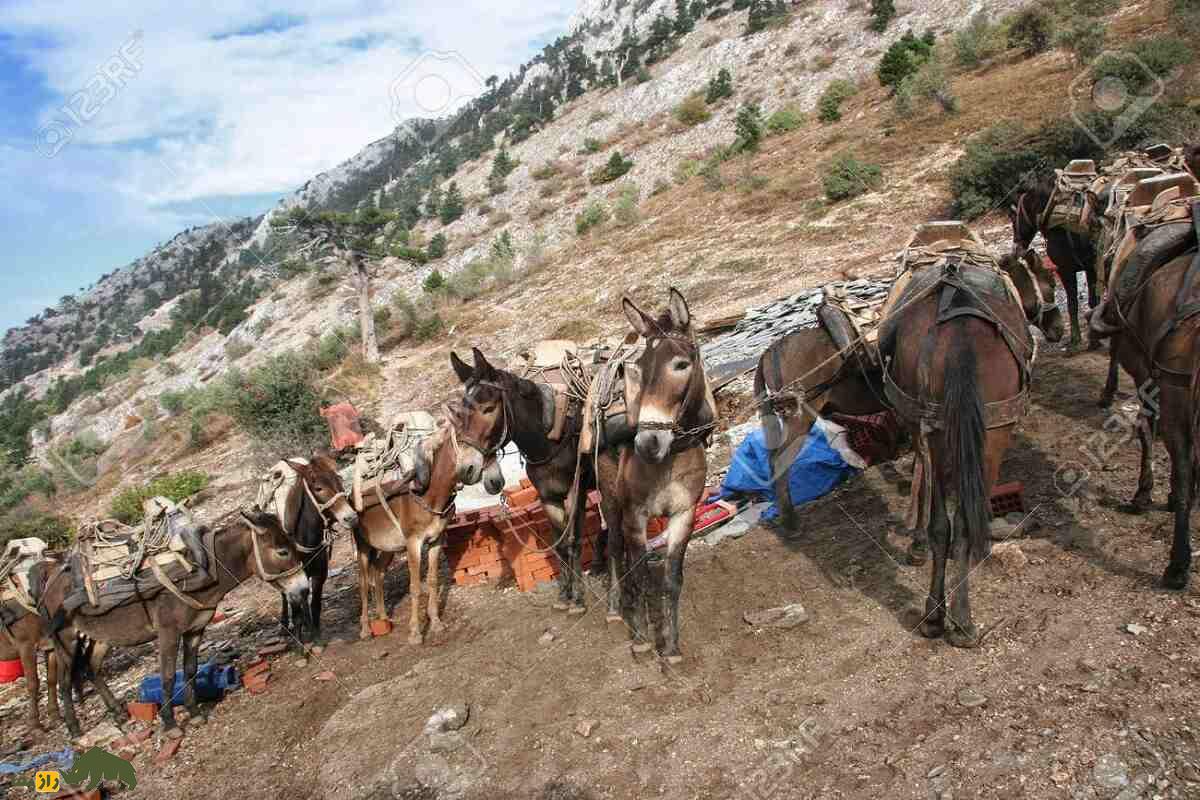 چرا الاغ از شیبهای تند کوه سقوط نمیکند؟ راهکار خارقالعاده الاغها برای بالارفتن از شیبهای تند الاغ