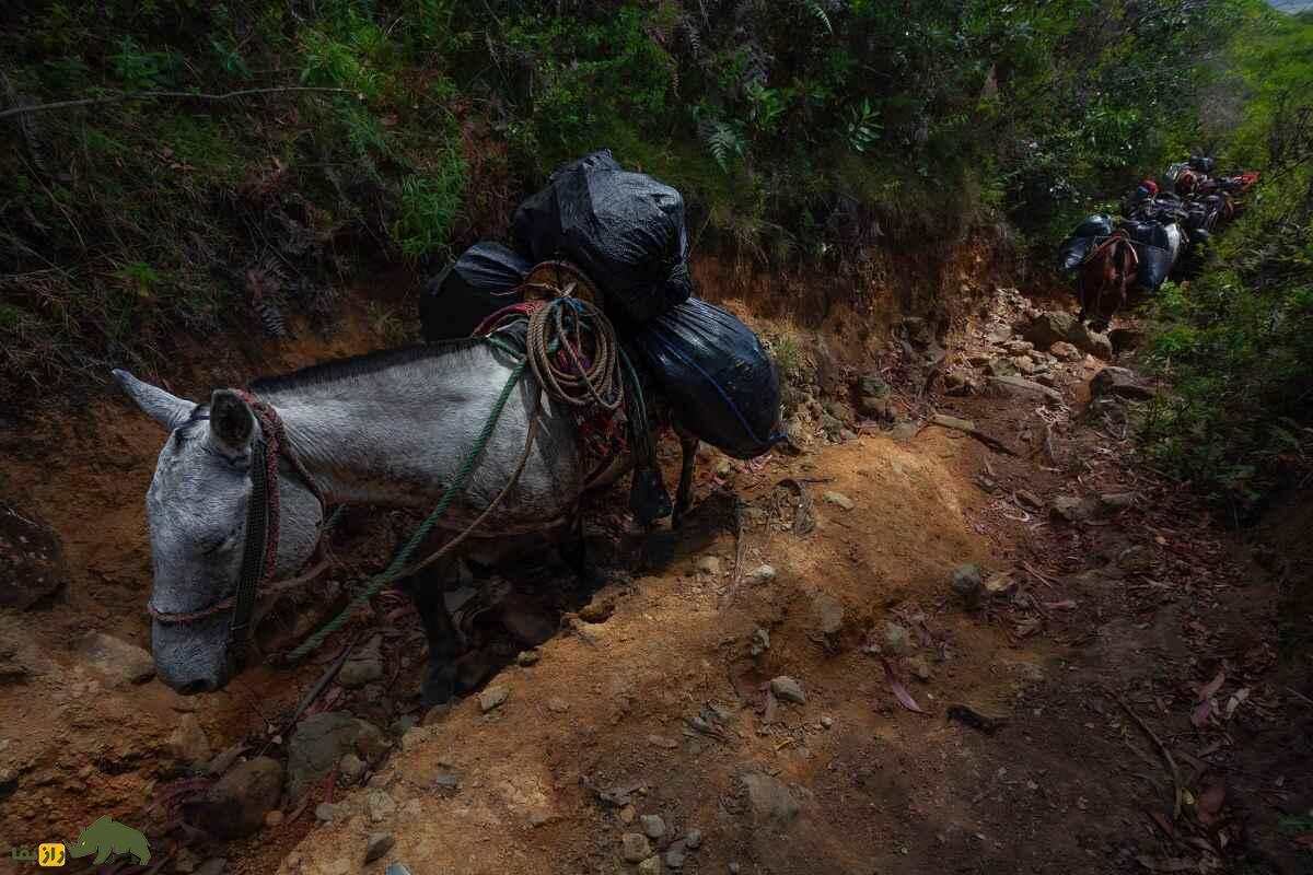 چرا الاغ از شیبهای تند کوه سقوط نمیکند؟ راهکار خارقالعاده الاغها برای بالارفتن از شیبهای تند الاغ