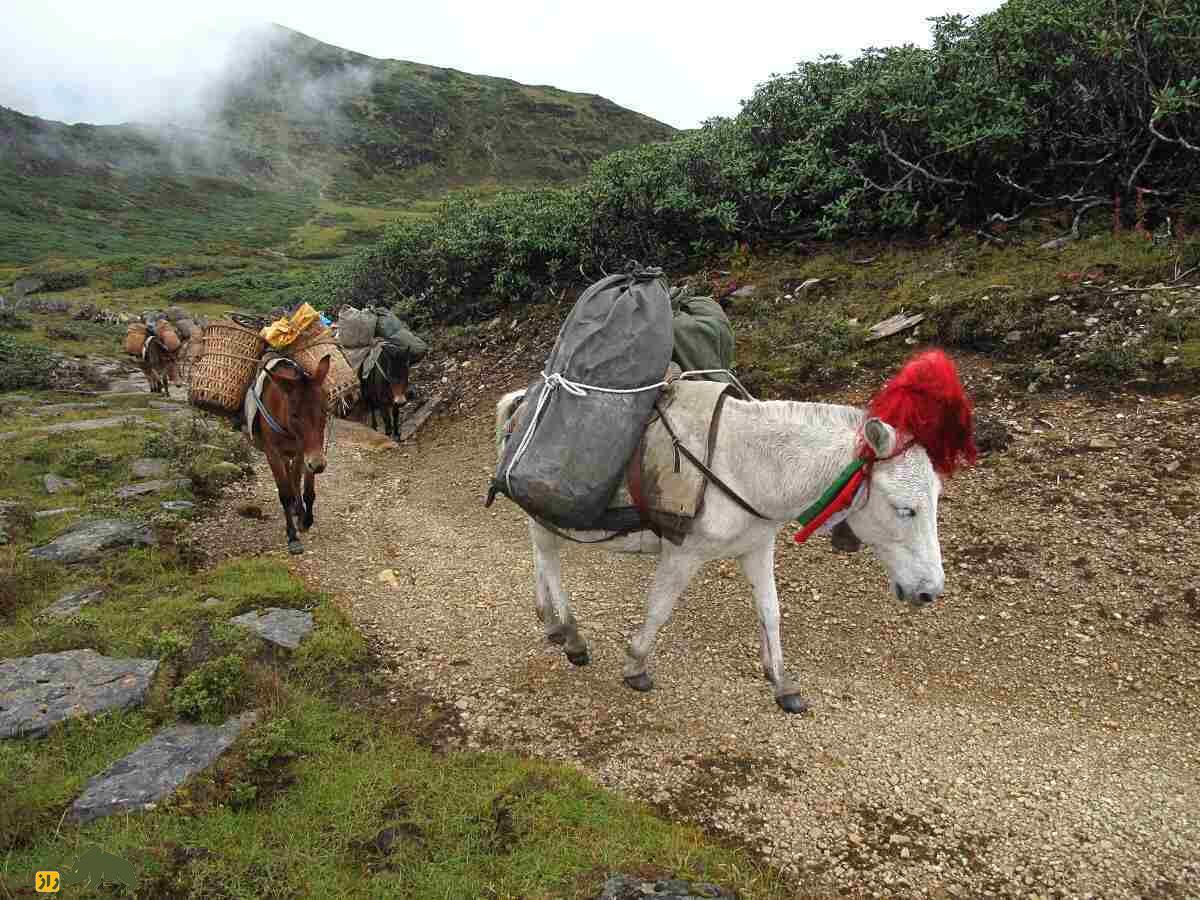 چرا الاغ از شیبهای تند کوه سقوط نمیکند؟ راهکار خارقالعاده الاغها برای بالارفتن از شیبهای تند الاغ