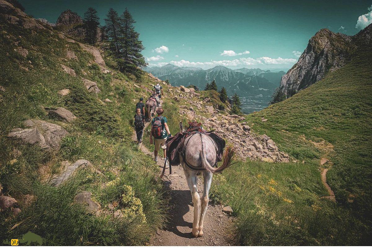 چرا الاغ از شیبهای تند کوه سقوط نمیکند؟ راهکار خارقالعاده الاغها برای بالارفتن از شیبهای تند الاغ