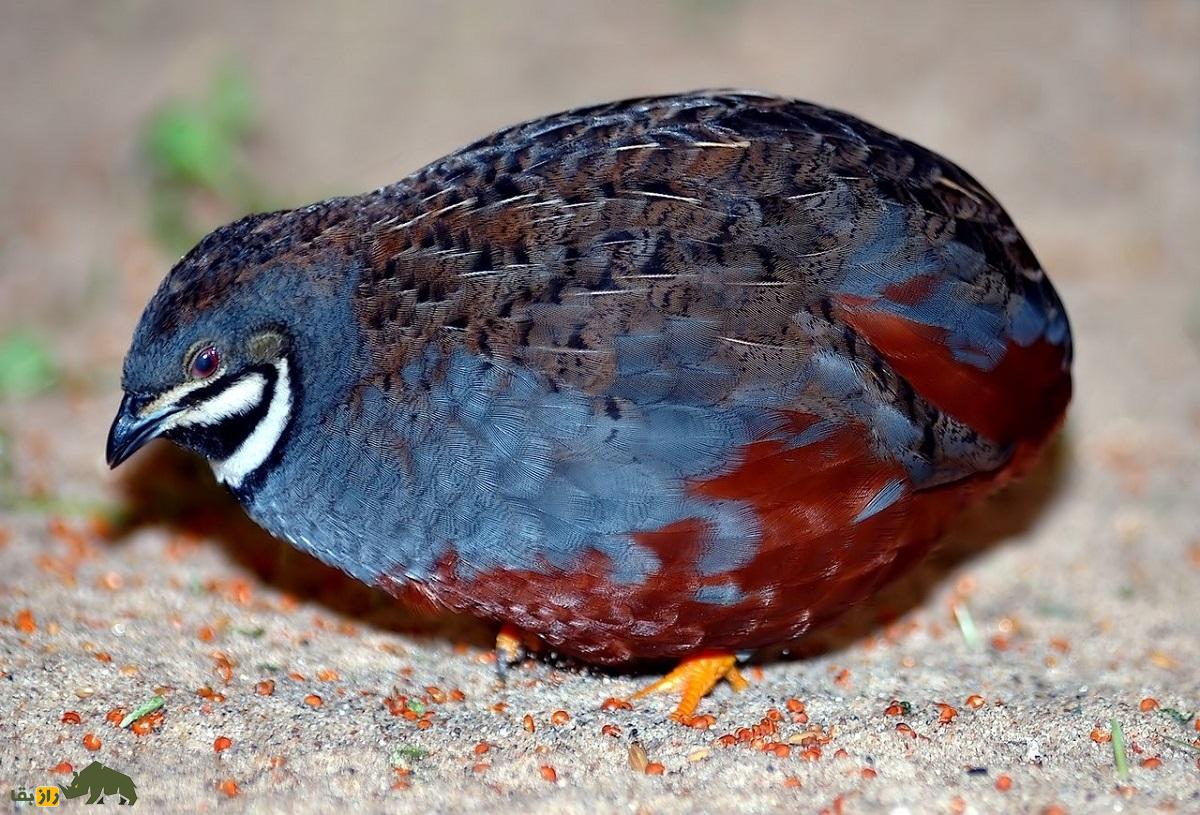 شاه بلدرچین