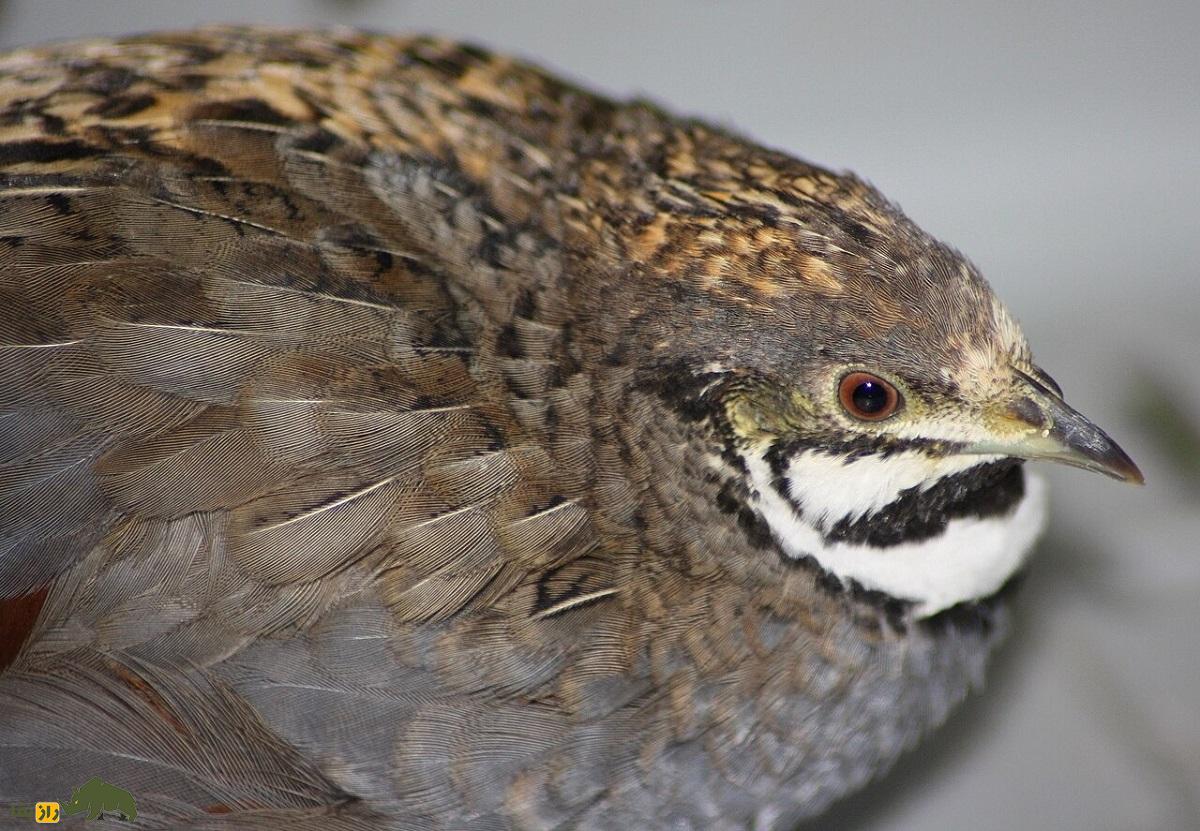 شاه بلدرچین