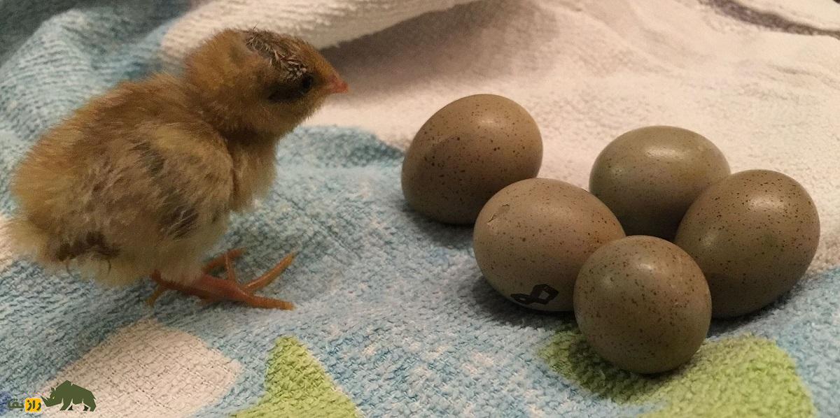 شاه بلدرچین