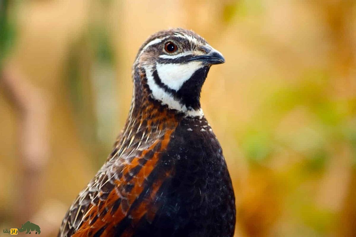 شاه بلدرچین