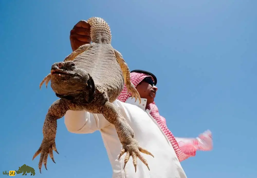 مصرف گوشت مارمولک در عربستان؛ چرا گوشت مارمولک در عربستان سعودی اینقدر طرفدار دارد؟ مصرف گوشت مارمولک در عربستان