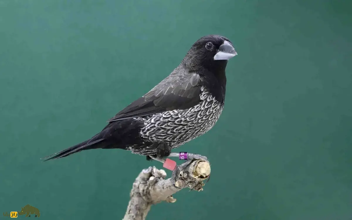 سهره بنگالی؛ سهرهای بسیار اجتماعی و مادر جایگزین عالی که در طبیعت وجود ندارد و کاملا ساختگی است سهره بنگالی