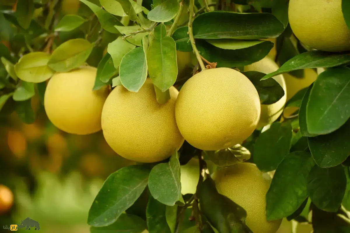 دارابی؛ بزرگترین میوه مرکبات با خواص شگفتانگیز برای قلب، گوارش و سیستم ایمنی بدن دارابی؛ بزرگترین میوه مرکبات با خواص شگفتانگیز برای قلب، گوارش و سیستم ایمنی بدن